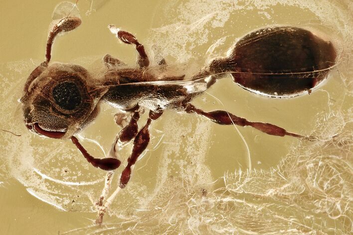 Detailed Fossil Ant (Myrmicinae) In Baltic Amber #325273
